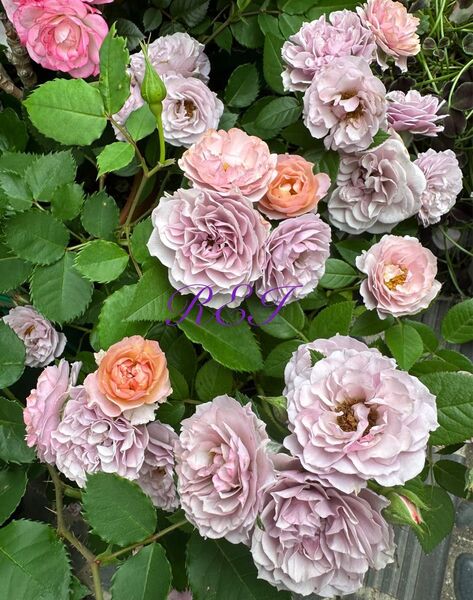 ミニバラ 四季咲き 薔薇 アンティークカラー レア 株分け
