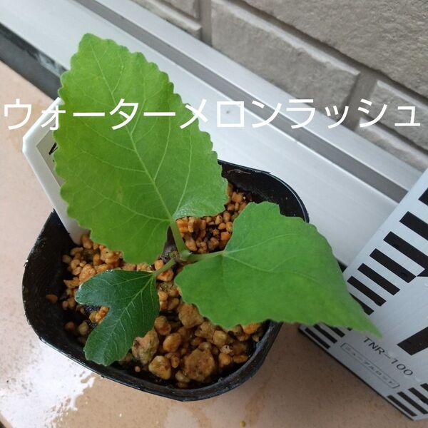 ★★希少高級イチジク苗木★★【ウォーターメロンラッシュ④】5月30日撮影 親木の写真あり・結実実績あり