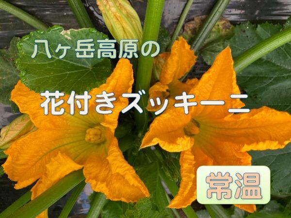 お試し用花付きズッキーニ 7本 関東地方および長野県近県への常温発送