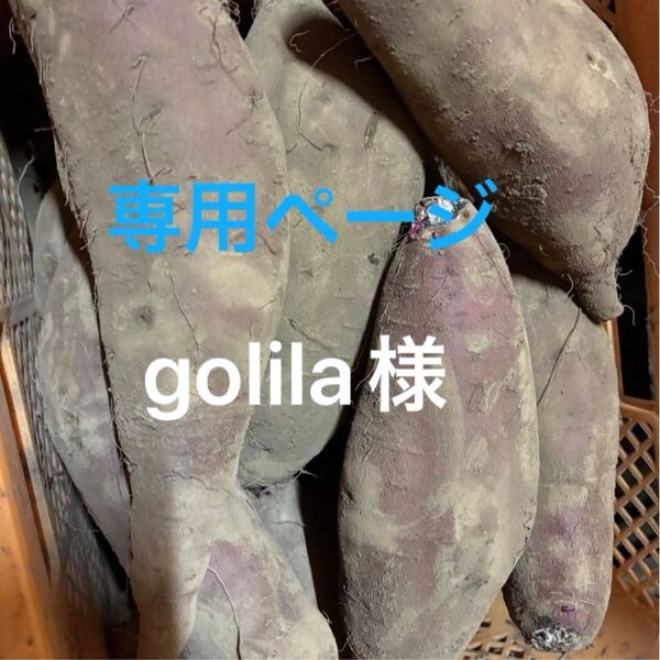 熟成栗かぐや土付き大サイズ10㌔箱込み