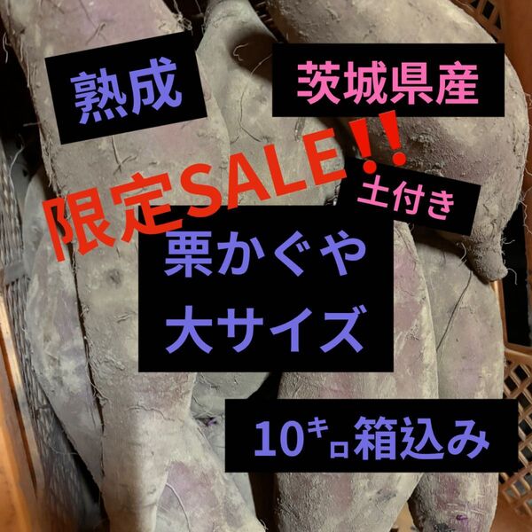 熟成栗かぐや土付き大サイズ10㌔箱込み