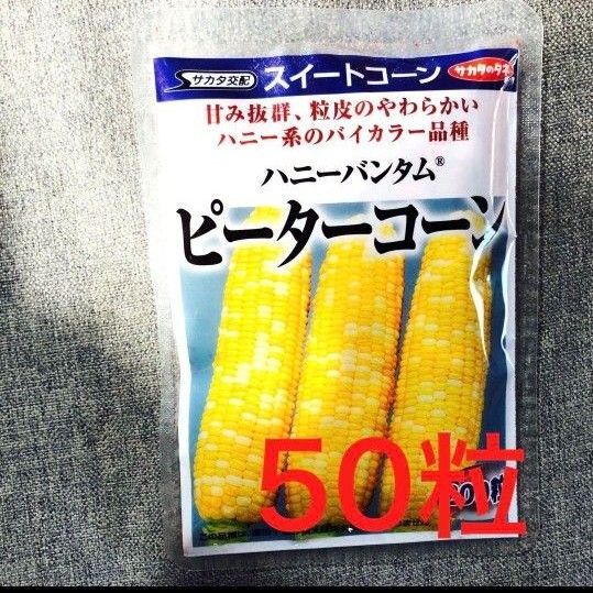トウモロコシ ピーターコーンの種 50粒 バイカラー
