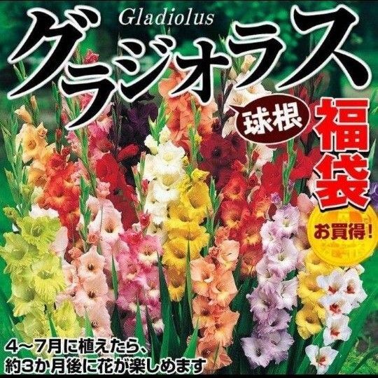 グラジオラス 混合 ミックス 20球 球根 まとめ売り