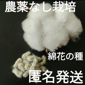 農薬なし栽培 綿花と綿花の種