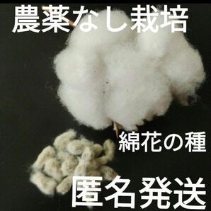 農薬なしで育てた綿花の種 コットンフラワー 50個