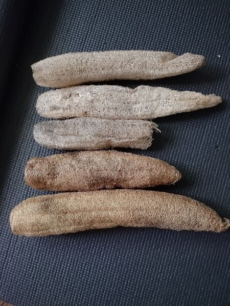 ヘチマ 乾燥 5個 まとめ売り 訳あり 匿名