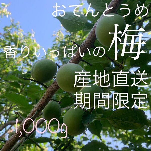梅【期間限定・産地直送】おてんとうめ