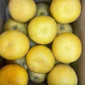⑦ 晩柑 天草産 激ジューシー わりと綺麗 わりと大玉 箱込みで7kg以上 箱は簡易箱で発送 送料込み