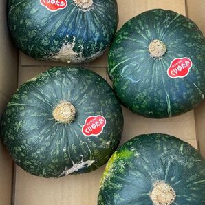 ④ くりゆたか エビスかぼちゃ 天草産 箱込みで4kg以上 送料込み 箱は簡易箱で発送