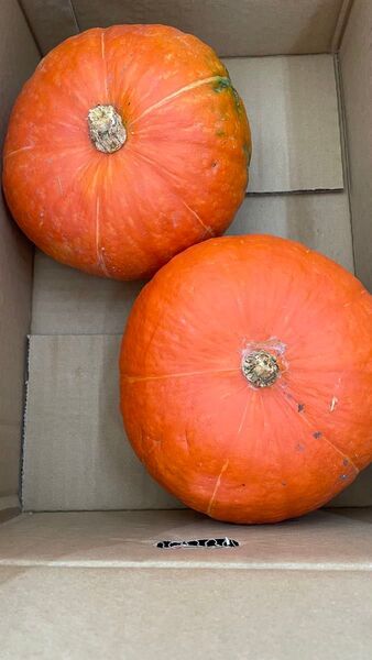 ② 紅栗かぼちゃ 天草産 大玉 2玉入(1玉1.5kg以上)箱込みで3kg以上 箱は簡易箱で発送 カボチャ