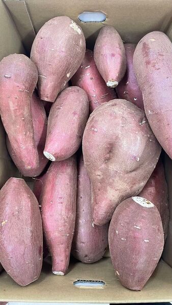 ⑤ からいも 熊本県産 さつまいも シルクスイート 規格外 大小さまざま 訳あり 箱込みで5kg以上 箱は簡易箱で発送