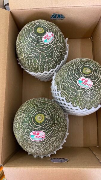 ⑤ 肥後グリーン 熊本県産 3玉入(1玉約1.5〜2kg) キズあり 送料込み 箱込みで5kg以上 綺麗な箱で発送 数量限定5