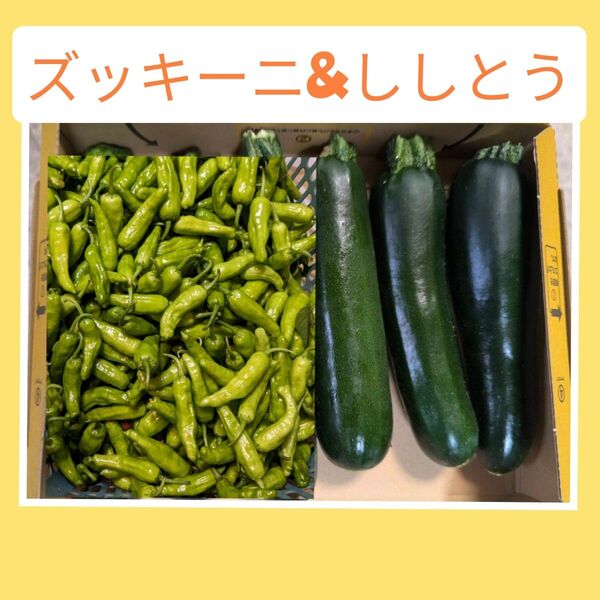 訳ありズッキーニとししとう