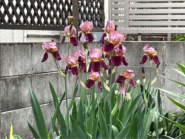 16 ジャーマンアイリス ドイツアヤメ 赤紫 球根 花 植物