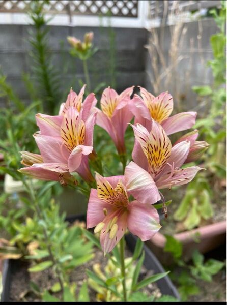 2 アルストロメリア 花 ピンク 球根 植物