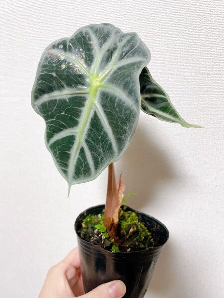 本日限定値下げ アロカシア アマゾニカ 3号