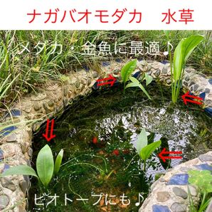 ナガバオモダカ苗 1株 水草 アクアリウム ビオトープ 池 メダカ・金魚・エビに 水生植物