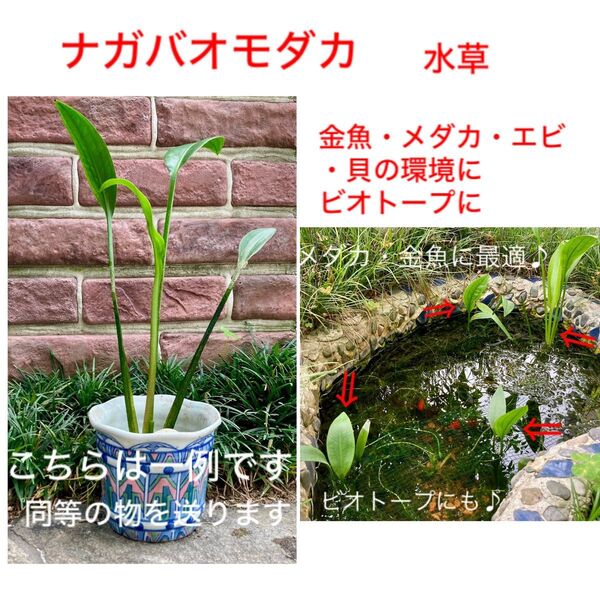 ナガバオモダカ苗 1株 水草 アクアリウム ビオトープ 池 メダカ・金魚・エビに 水生植物