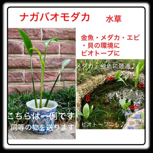 ナガバオモダカ苗 1株 水草 アクアリウム ビオトープ 池 メダカ・金魚・エビに 水生植物