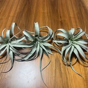 エアープランツキセログラフィカ3株123番