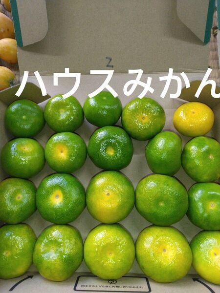 2.ハウスみかん グリーン 箱込み1.1㎏ 2S
