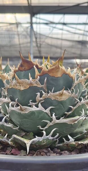 SSS級 アガベ チタノタ 皇冠 TC株 極上 agave 優良血統子株