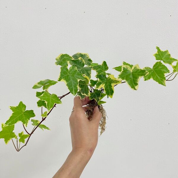 観葉植物 アイビー へデラ 抜き苗