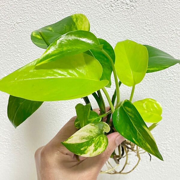 観葉植物 ポトス ゴールデンとライム