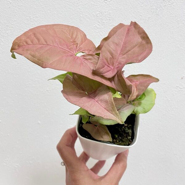 観葉植物 シンゴニウム ネオン 抜き苗