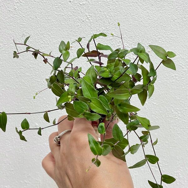観葉植物 ブライダルベール カット苗 抜き苗