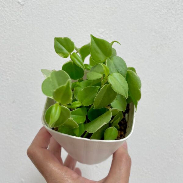 観葉植物 ペペロミア セルペンス 斑入り 抜き苗