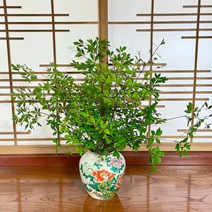 ドウダンツツジ 切り枝5本