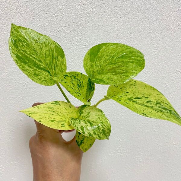 観葉植物 ポトスマーブルクイーン