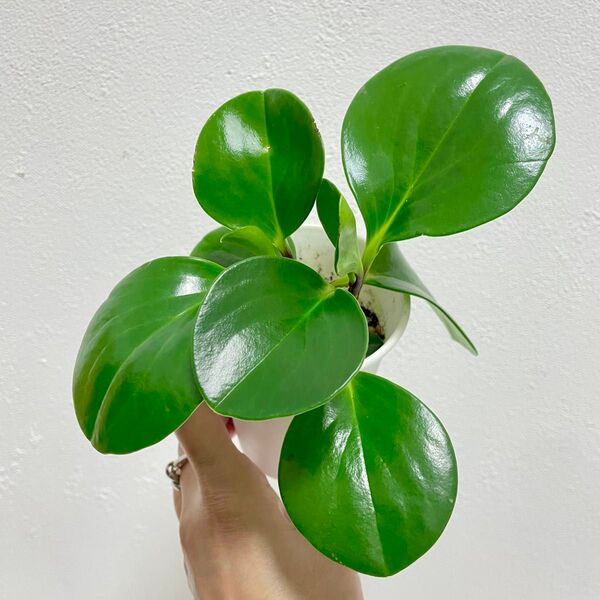 観葉植物 ペペロミアオブツシフォリア 抜き苗