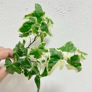 観葉植物 斑入りアイビー へデラ
