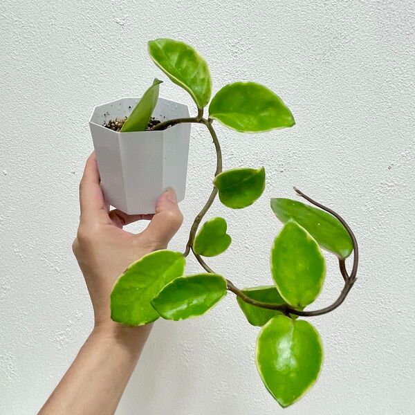 ホヤ カルノーサ サクララン 抜き苗