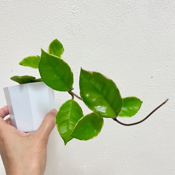 ホヤ カルノーサ サクララン 抜き苗