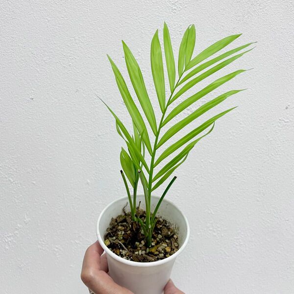 観葉植物 テーブルヤシ 抜き苗
