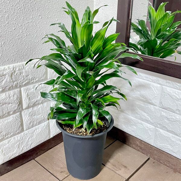 観葉植物 ドラセナ コンパクタ