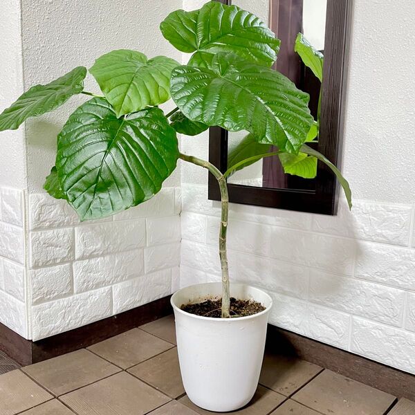 観葉植物 フィカス ウンベラータ 曲がり