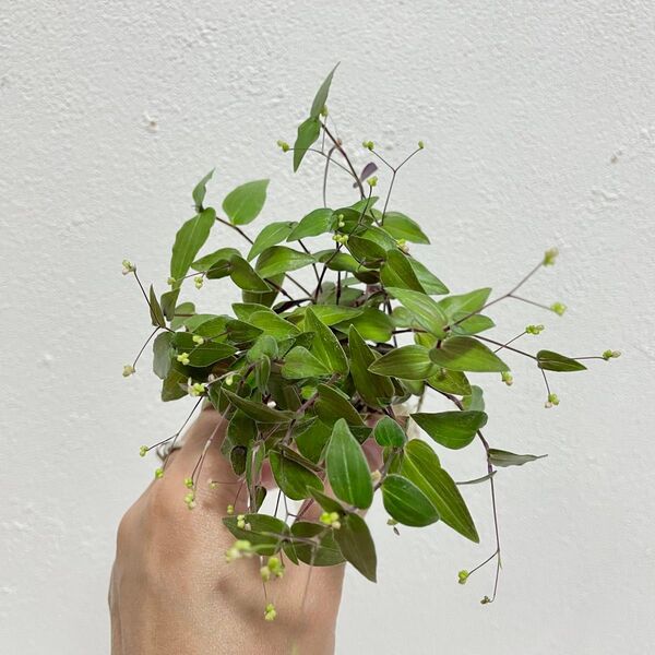 観葉植物 ブライダルベール カット苗 抜き苗