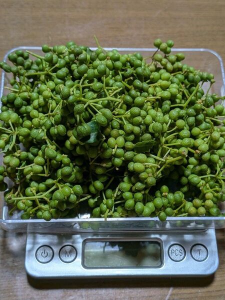 山椒の実 実山椒 無農薬 200g