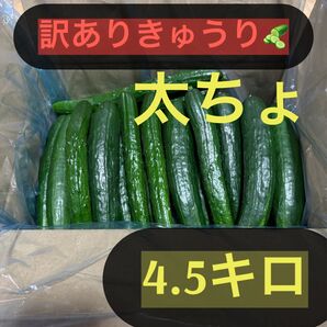 新鮮 きゅうり 訳あり 4.5キロ 太め