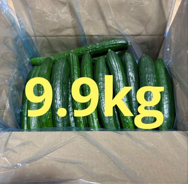 新鮮 きゅうり 訳あり 9.9キロ