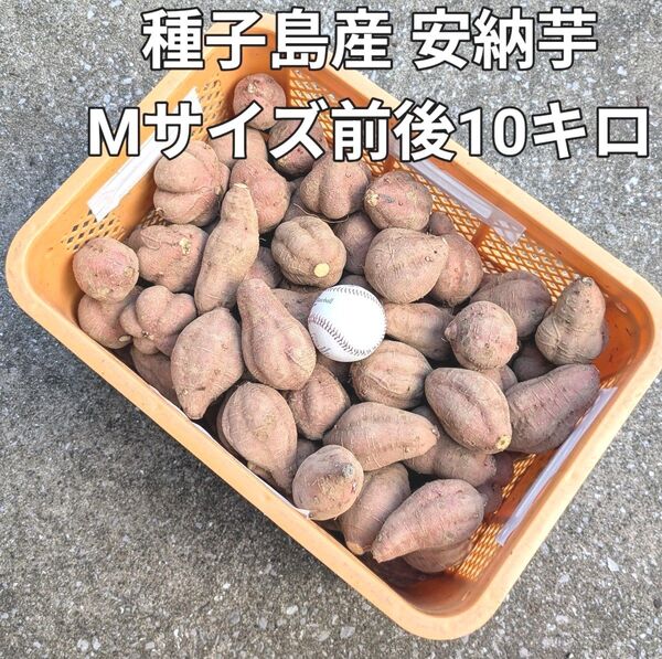 種子島産 安納芋 Mサイズ前後10キロ