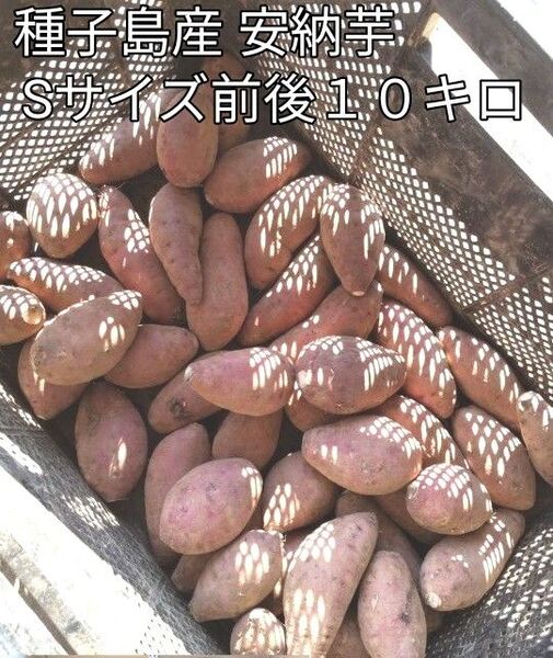 種子島産 安納芋 Sサイズ前後 10キロ