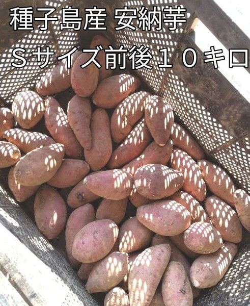 種子島産 安納芋 Sサイズ前後 10キロ
