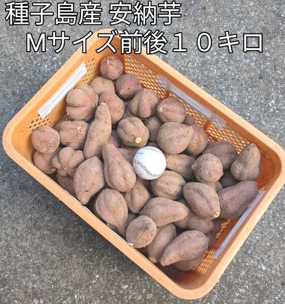 種子島産 安納芋 Mサイズ前後10キロ