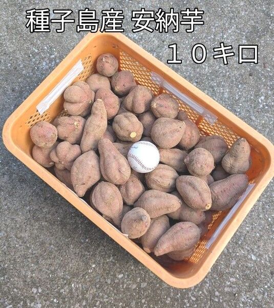 種子島産 安納芋 大きいサイズ10キロ