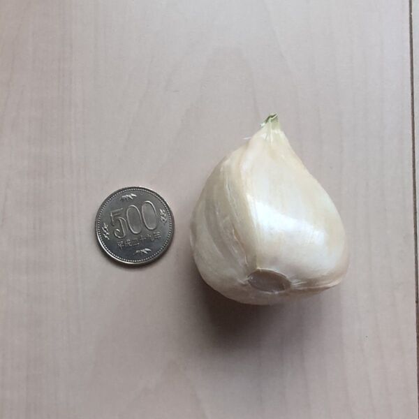 京都産 ジャンボニンニク バラ1kg